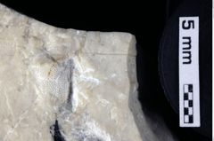 Foto (Detailansicht) von Palinurus sp. (NHMW-GEO-1990-0041-0225)